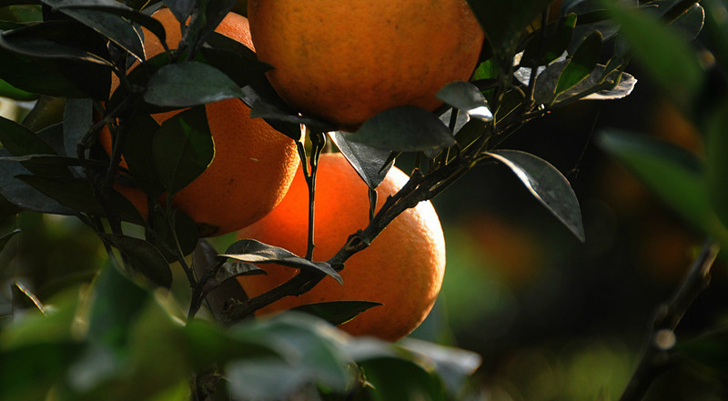 橙满园