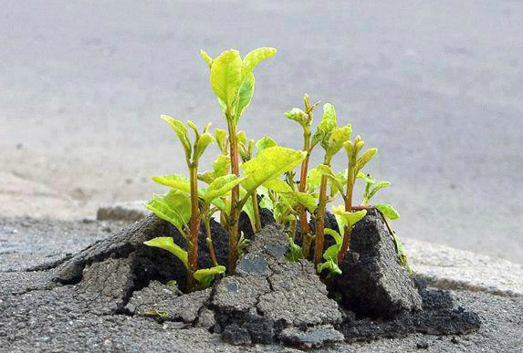 回复帖子:纤弱的幼苗 坚强的生命