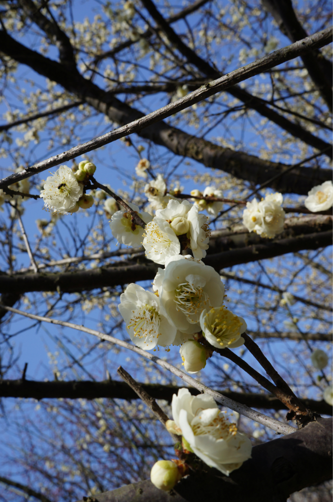 香雪海之梅花