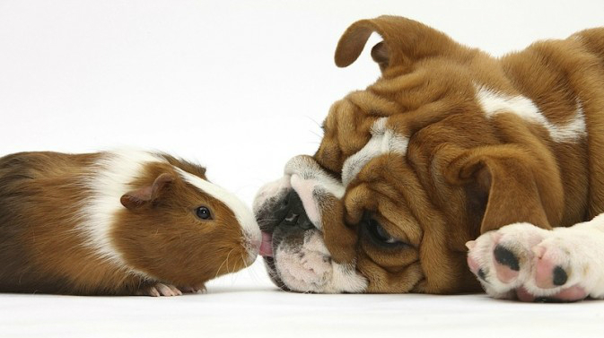 动物界的和谐趣事