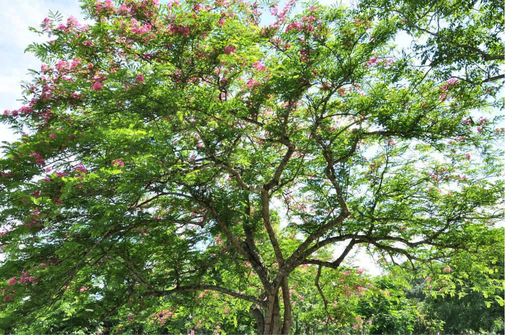 植物園中科院植物園在勐臘縣勐侖鎮(因為我們是到景點現買票所以貴些