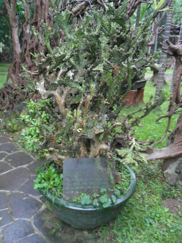 火山根苑-根雕艺术内涵图,不解释内涵图,不解释酒瓶状的椰树一堆排的