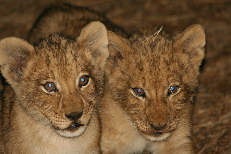 majete game reserve