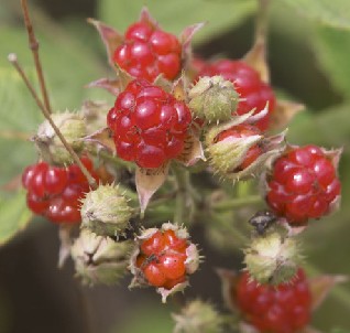 另一种"零食",就是刺苔,方言又称:"刺根",也是外人听起来很怪的名字