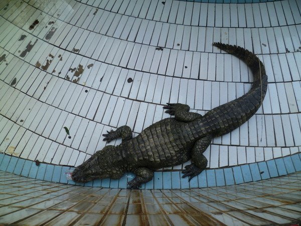 据悉,该事件发生在俄罗斯北部.