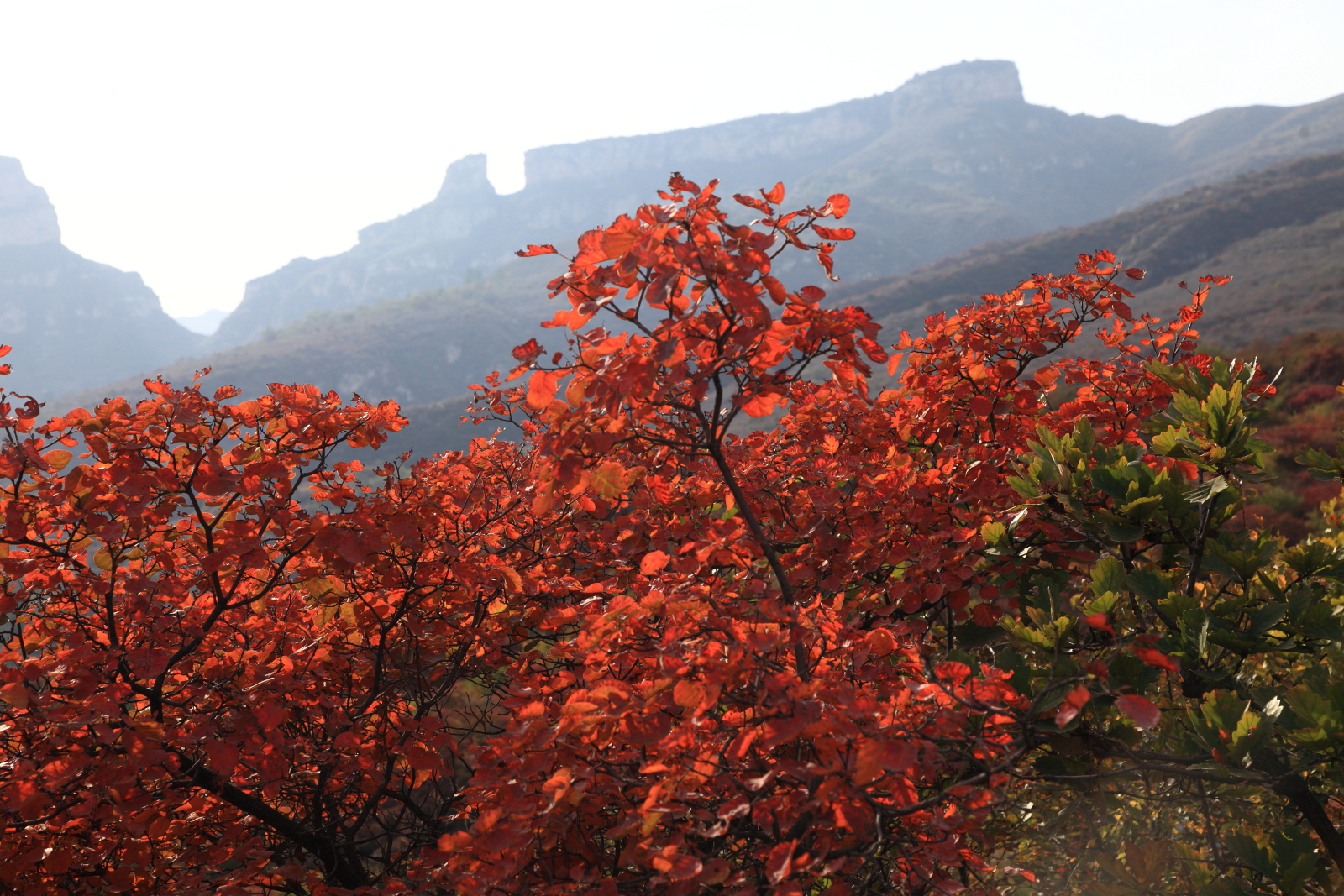 20131020坡峰嶺紅葉行