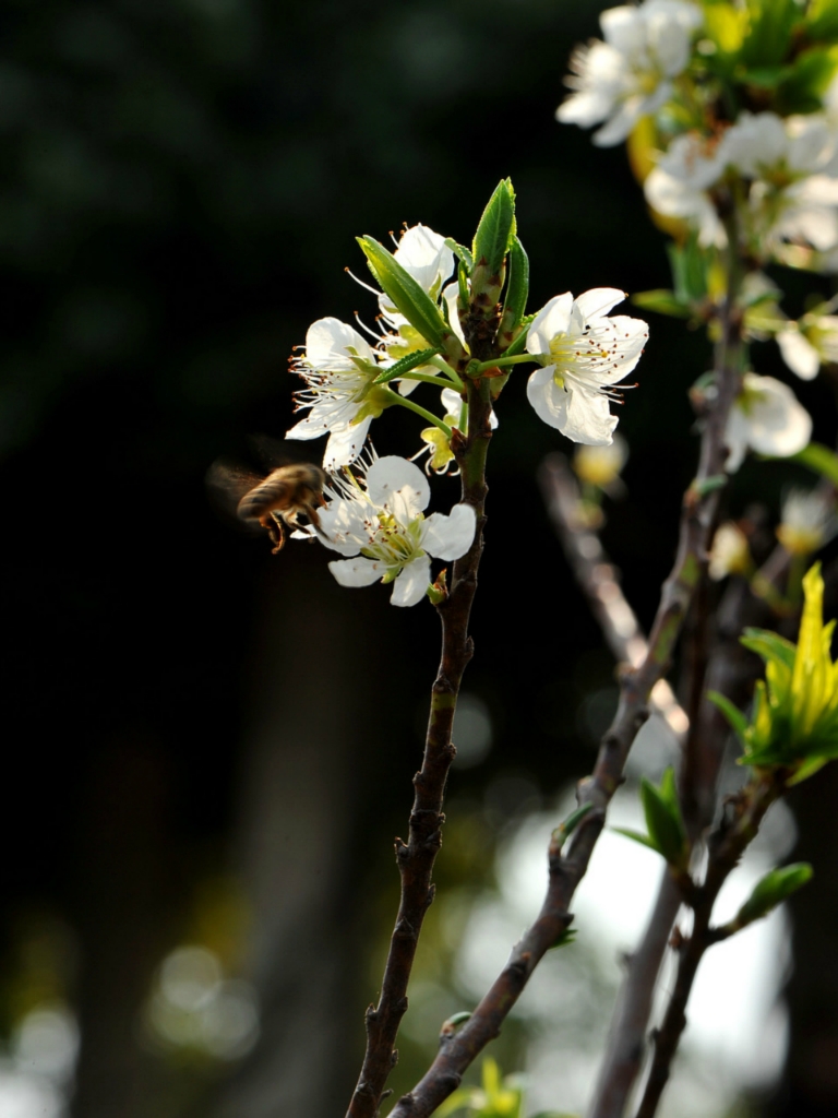 html{番禺}  南沙大岗镇18罗汉山上桃红梨白争春