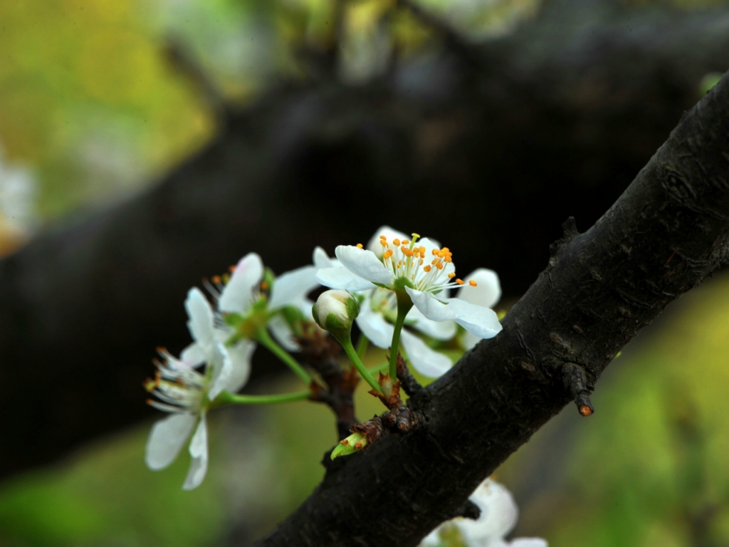 html{番禺}  南沙大岗镇18罗汉山上桃红梨白争春