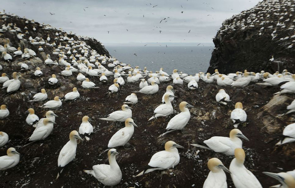 英数万海鸟齐聚小岛筑巢繁殖场面壮观1616