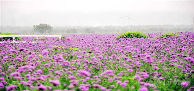 汇馨芳香世界