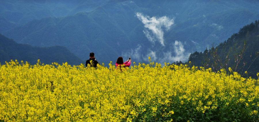 開化大龍山賞花記