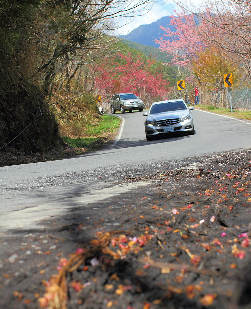 台湾武陵樱花
