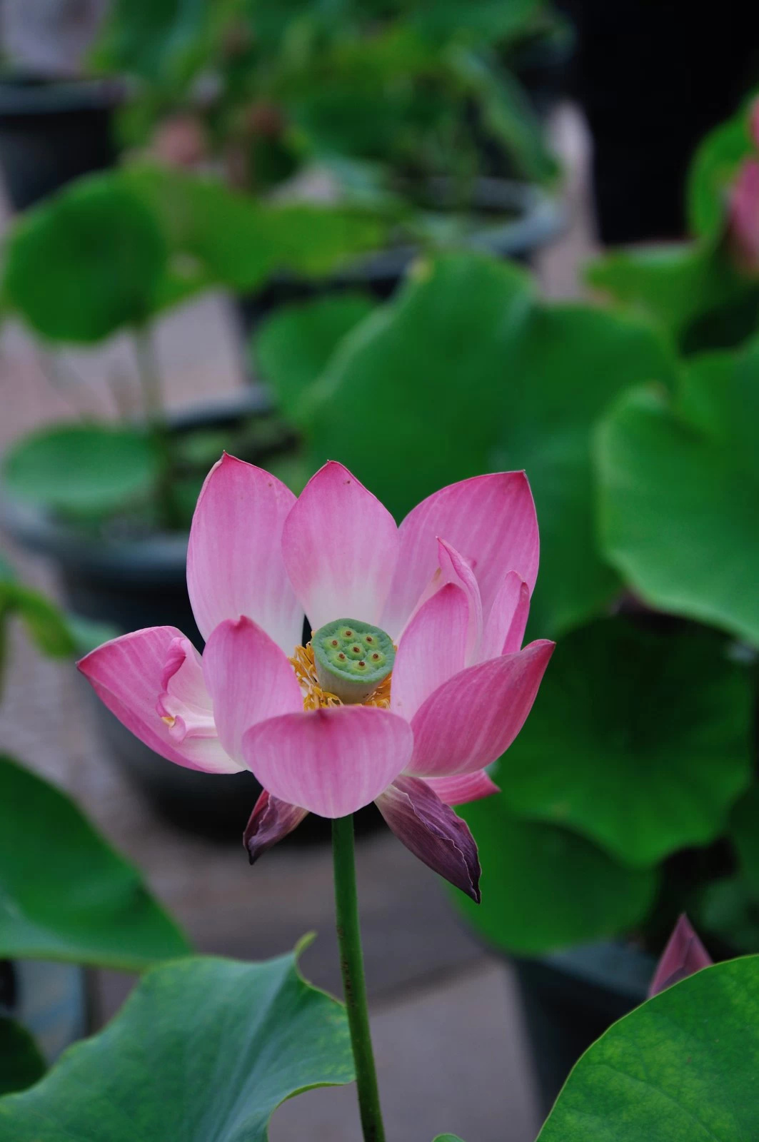 相傳美麗善良的蓮花仙子是天帝的女兒.