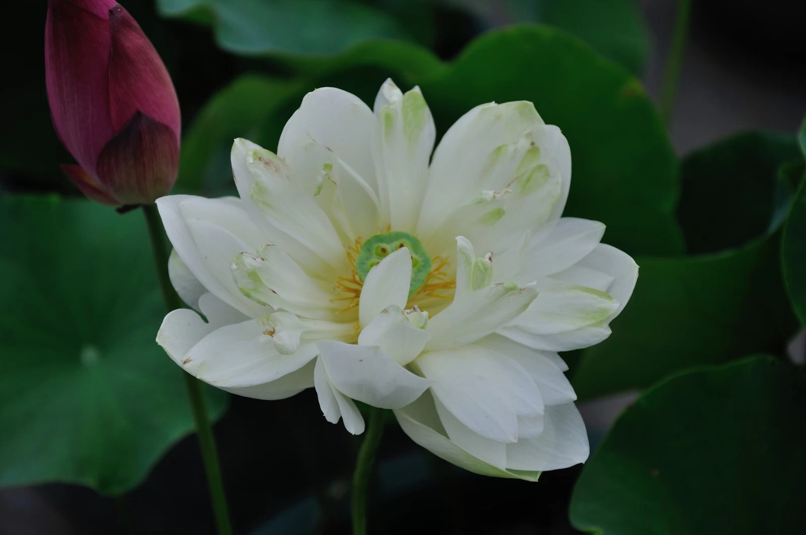 相傳美麗善良的蓮花仙子是天帝的女兒.