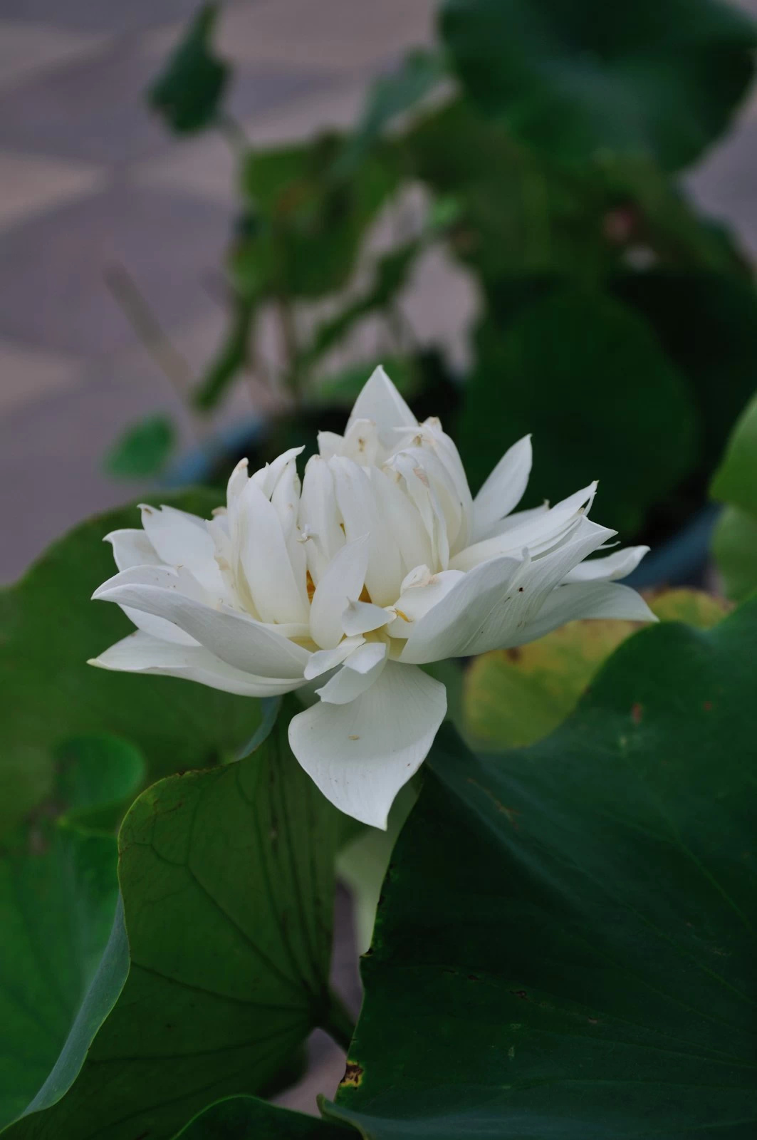 相傳美麗善良的蓮花仙子是天帝的女兒.