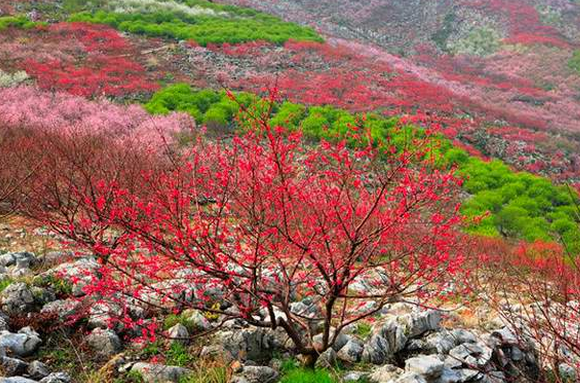 2017恭城桃花节地点:西岭乡大岭山桃园.