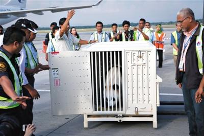 【中国给马来大熊猫】中国熊猫抵达马来西亚租期10年 