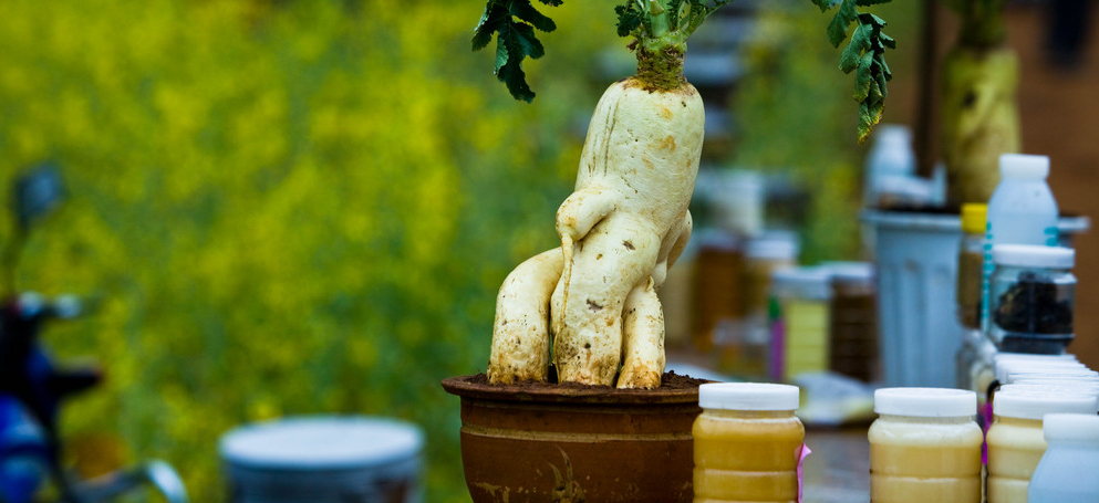 罗平特产"三白"