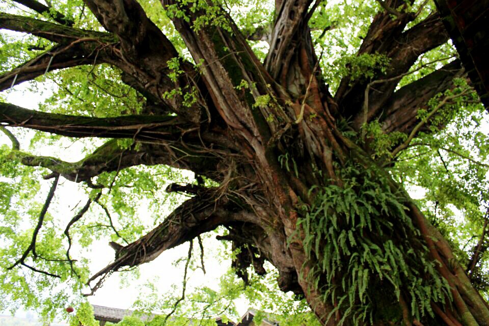 云水谣@福建,云水谣古镇旅游攻略 - 马蜂窝