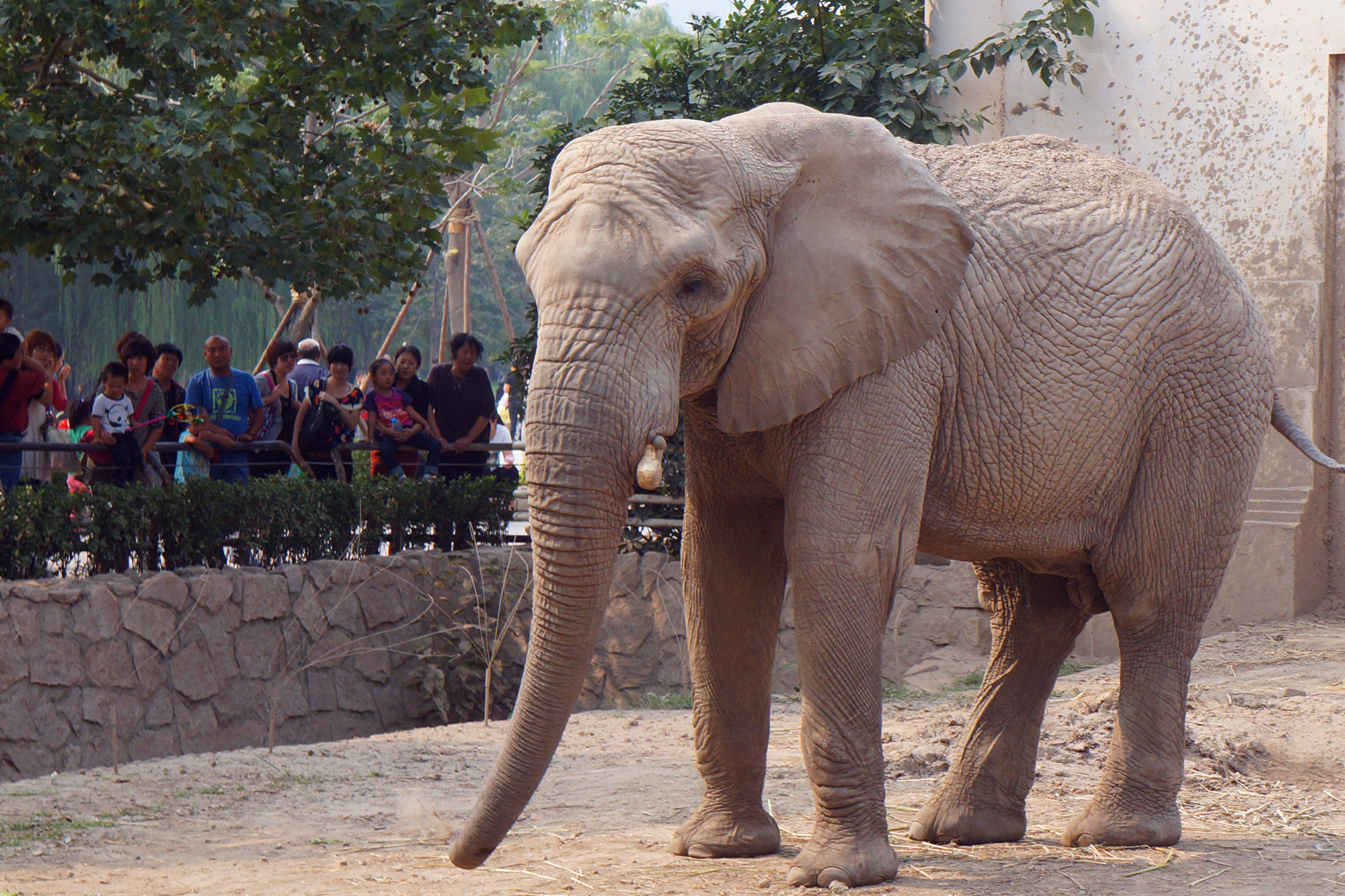 大象大象,你的鼻子怎么这么长.