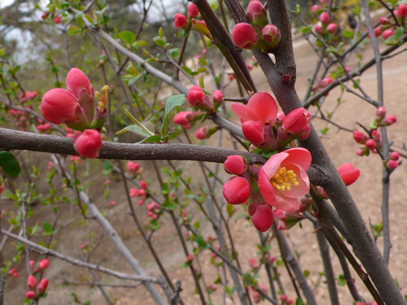 北京植物園---附:春季賞花時間表