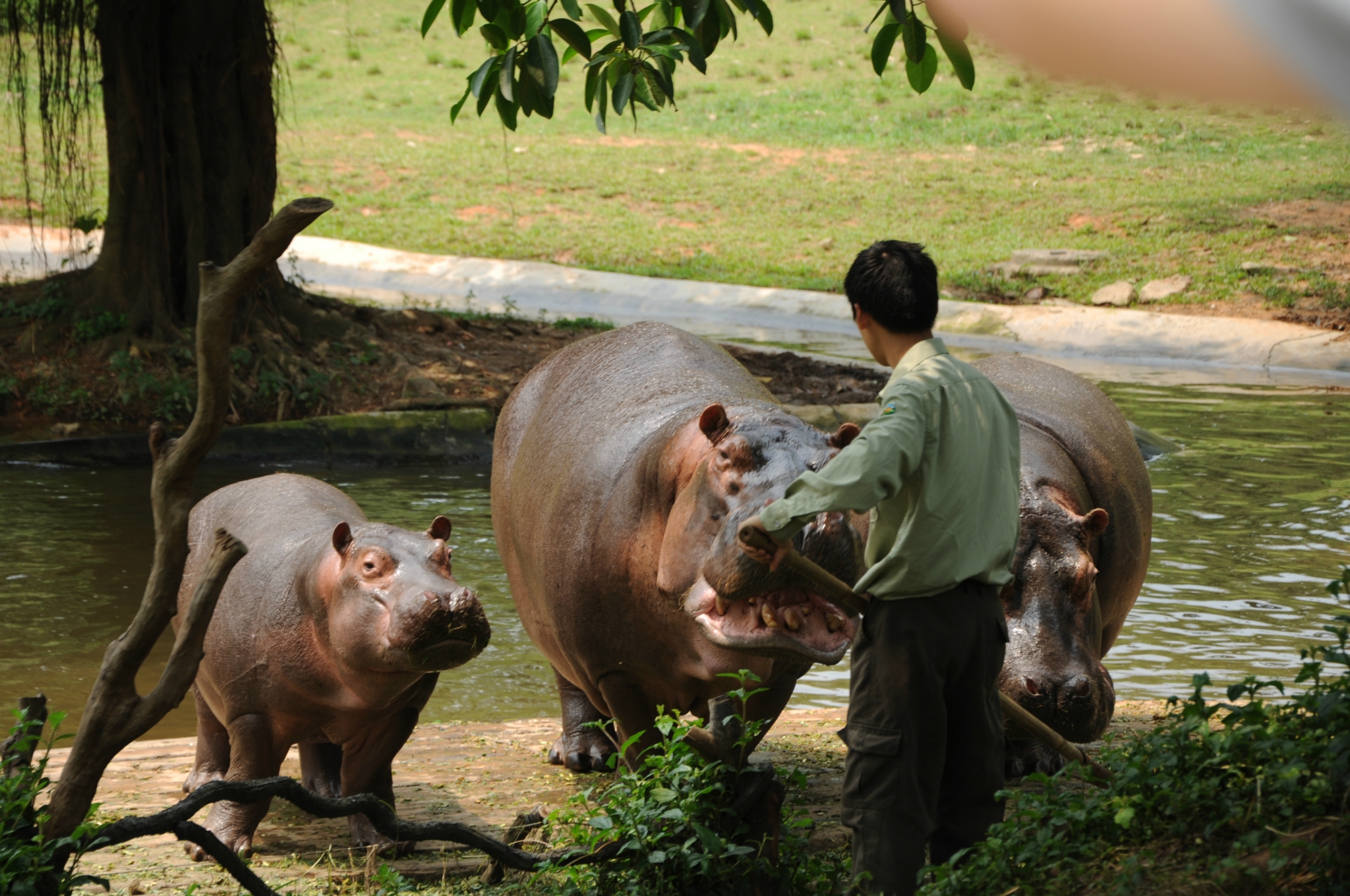 长隆香江野生动物园