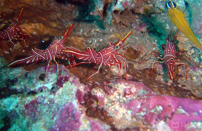 scuba cat旅游图片,scuba cat自助游图片,scuba cat旅游景点照片 - 马