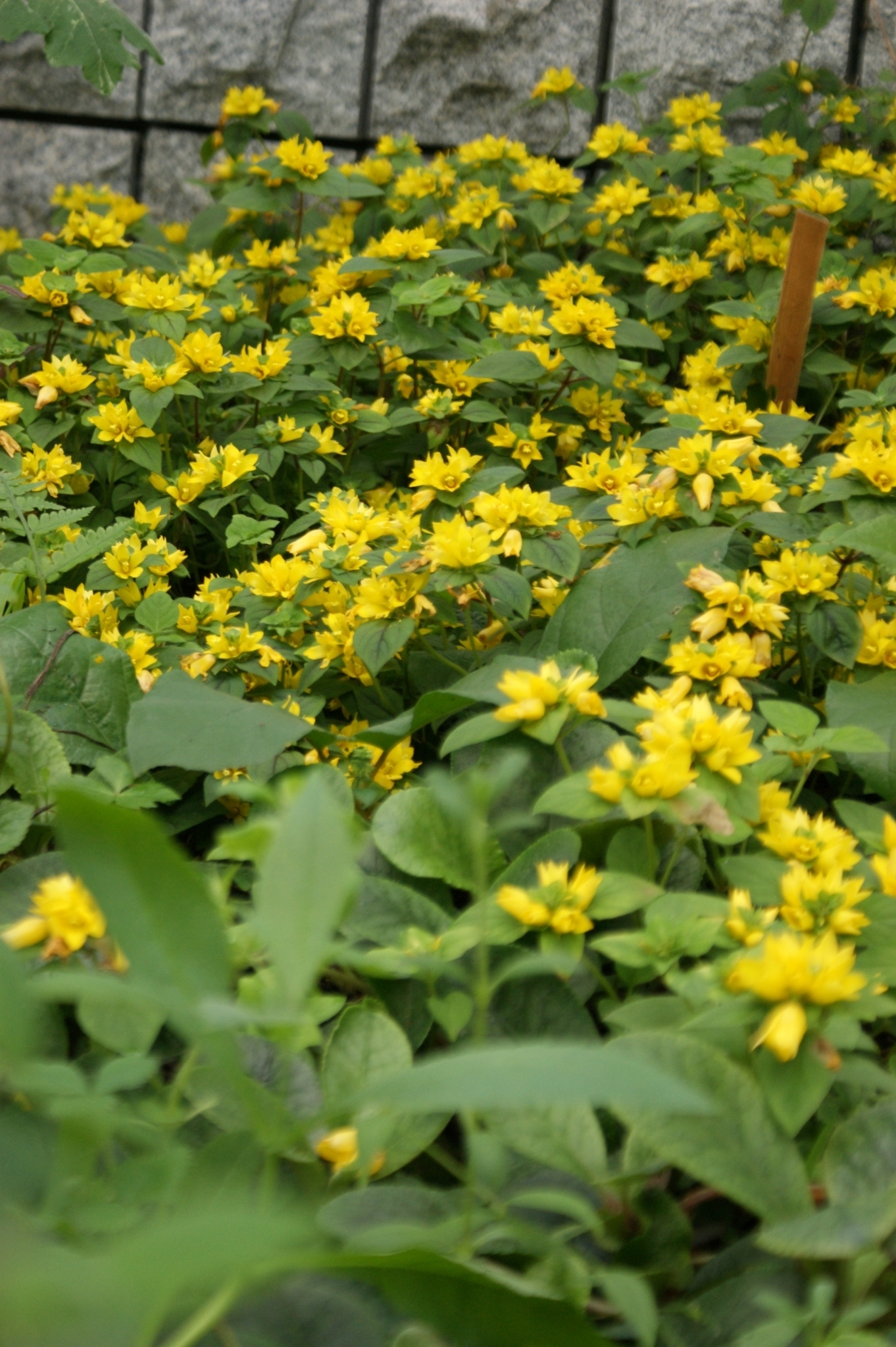 2010重庆山城奇幻花团锦绣