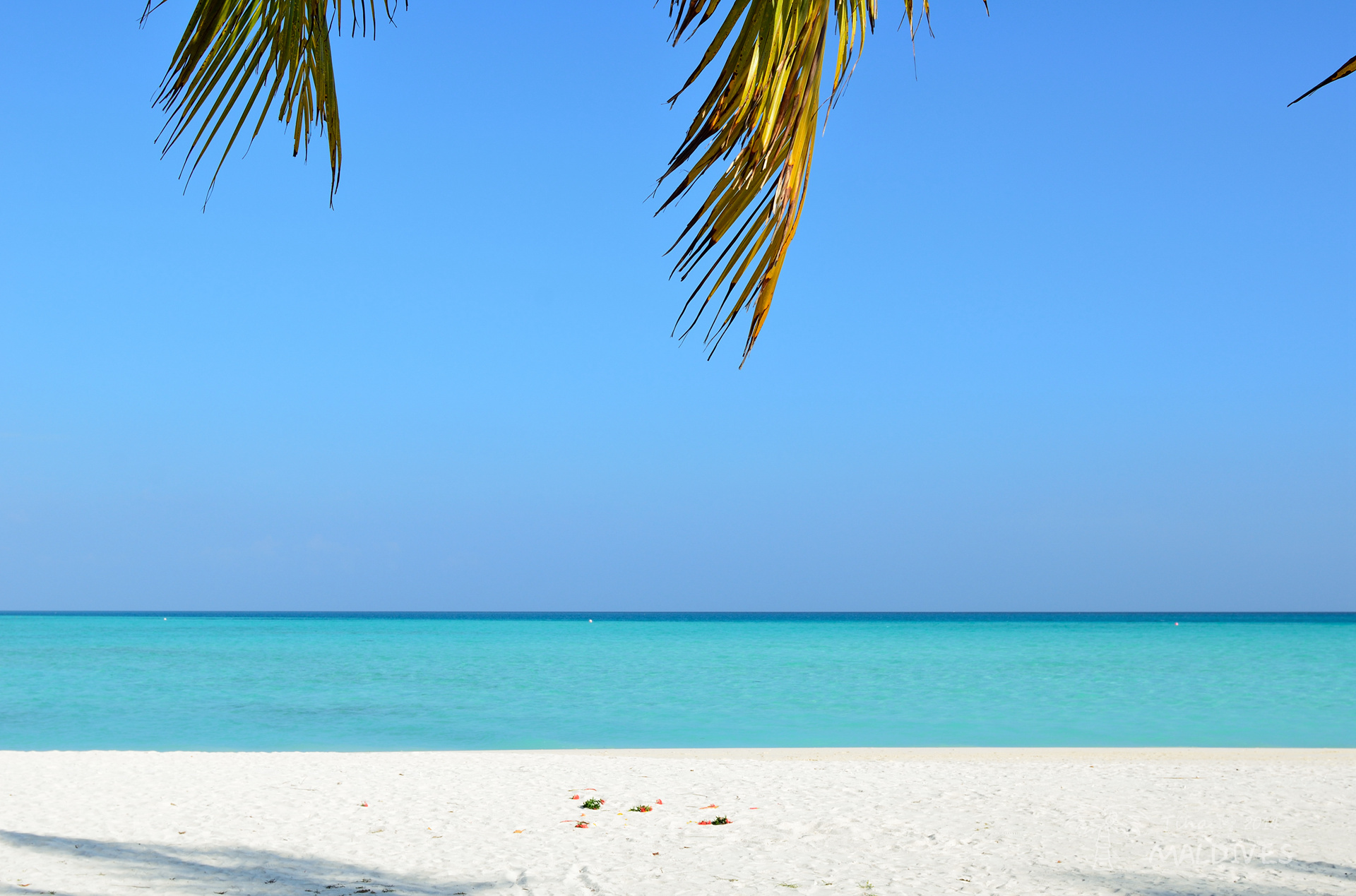 心中最不舍的那一抹绿-2014年初马代假日岛游记2,马尔代夫旅游攻略