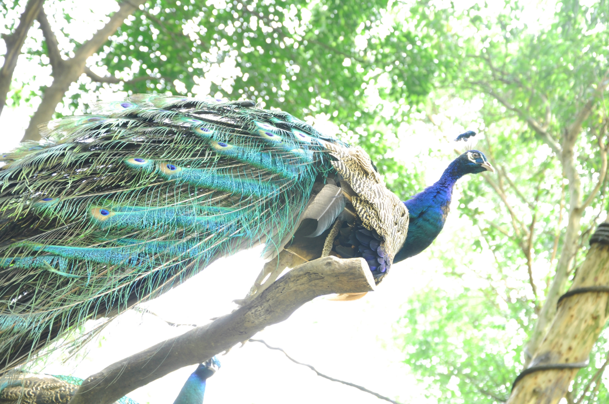 長隆香江野生動物園,廣州旅遊攻略 - 馬蜂窩