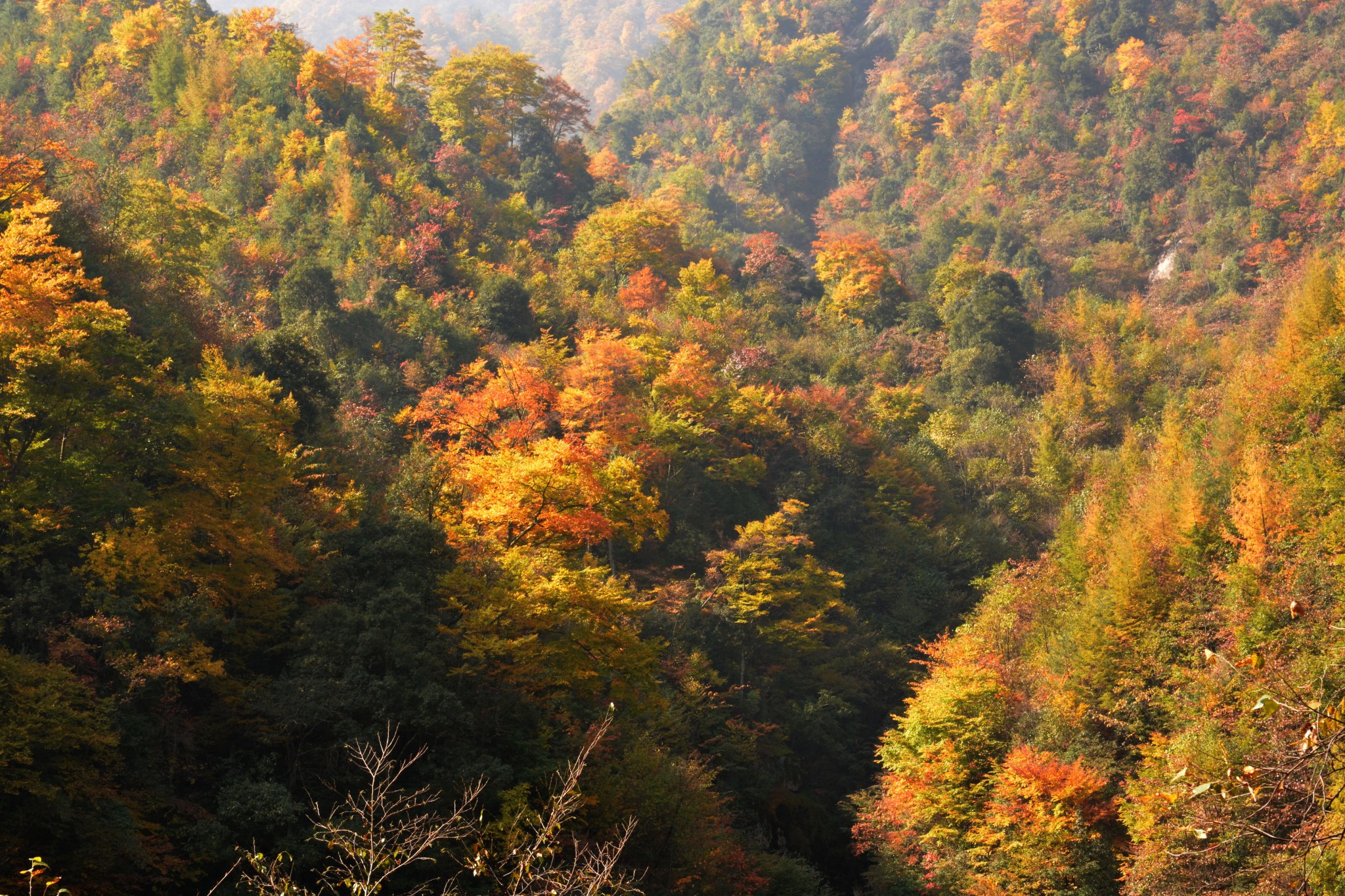 迷人秋色光霧山,光霧山旅遊攻略 - 馬蜂窩