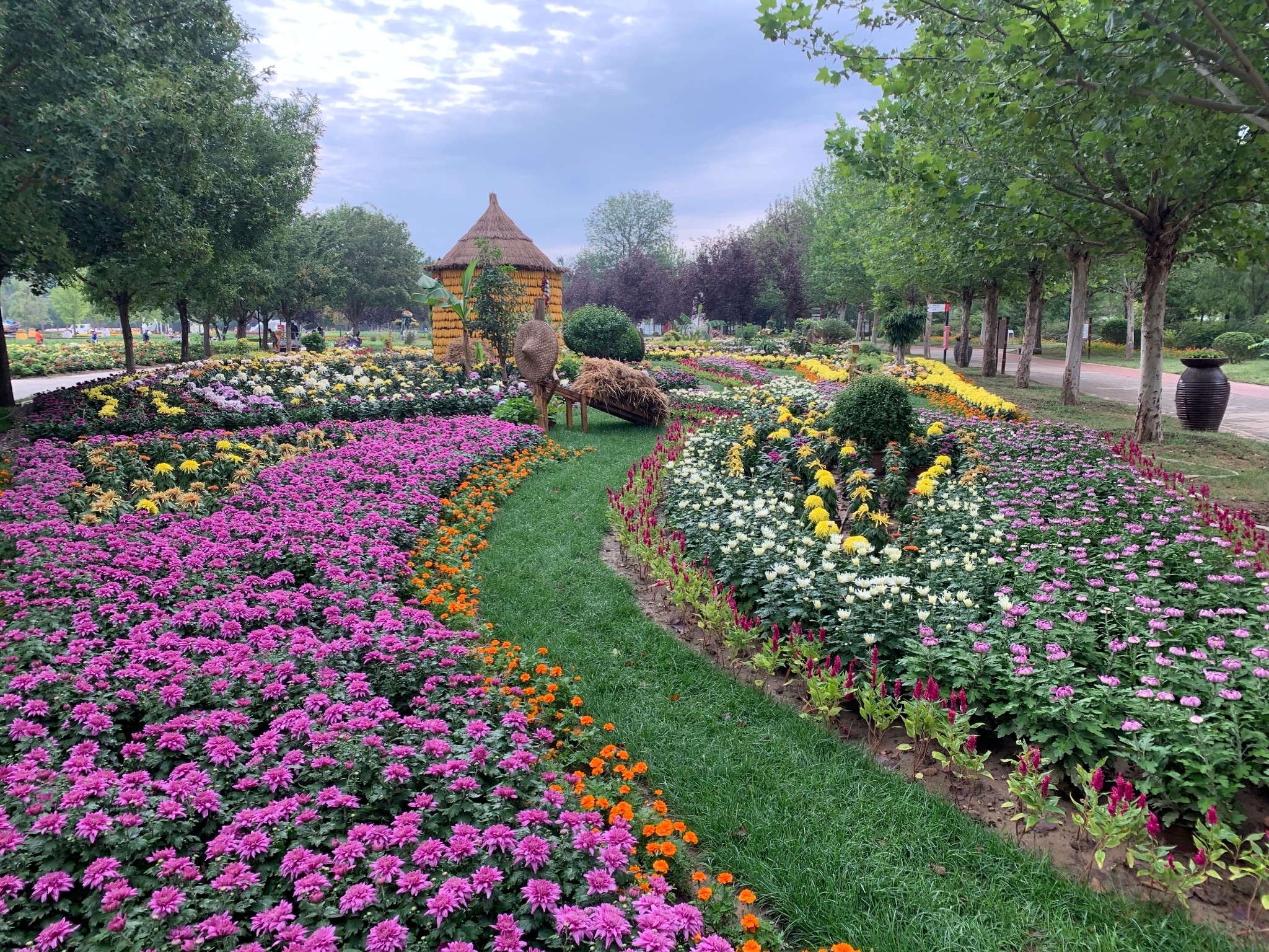 【速来】顺义这片花海即将进入盛花期,赏花去!