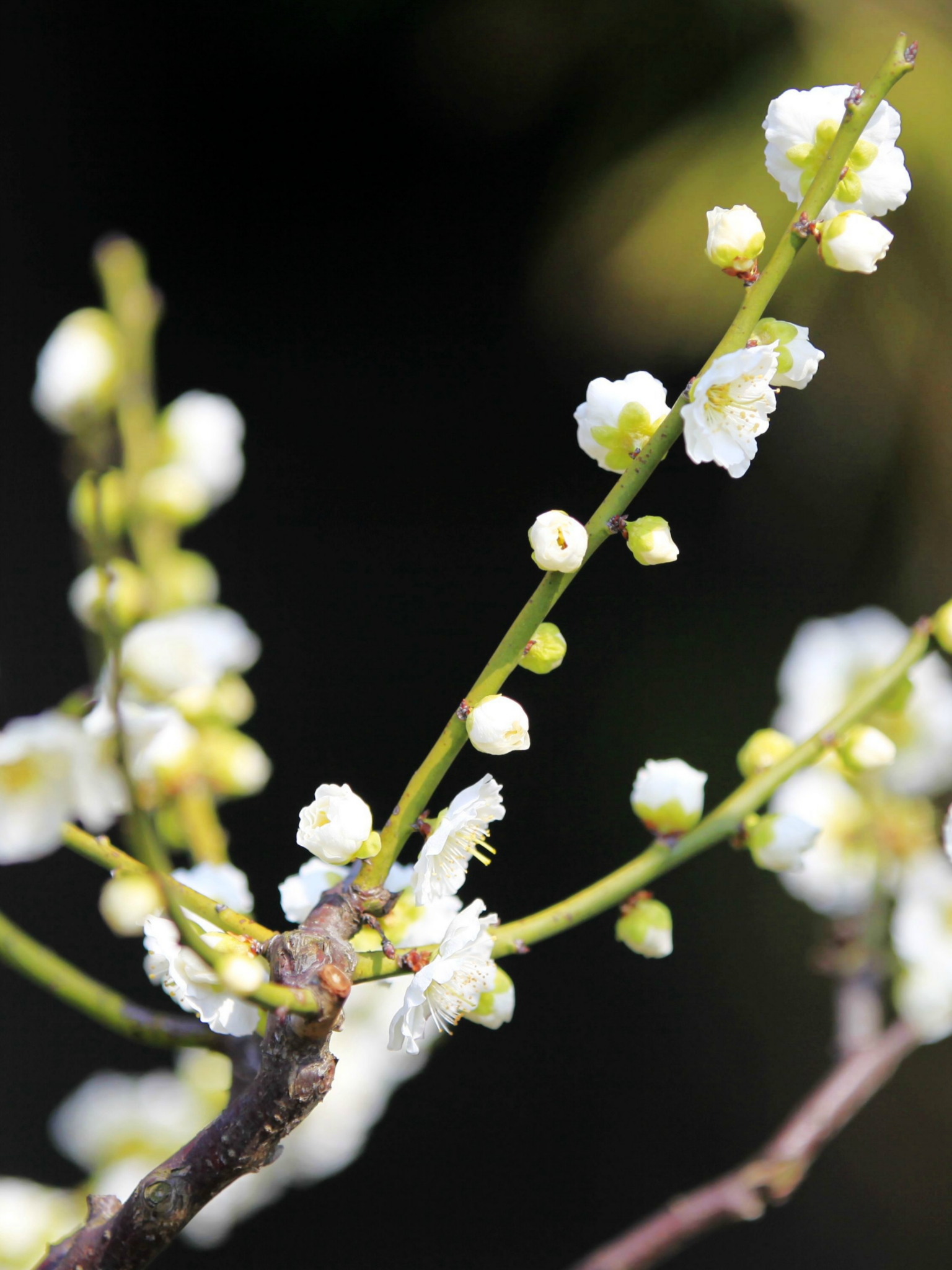 上海の莘莊公園梅花節