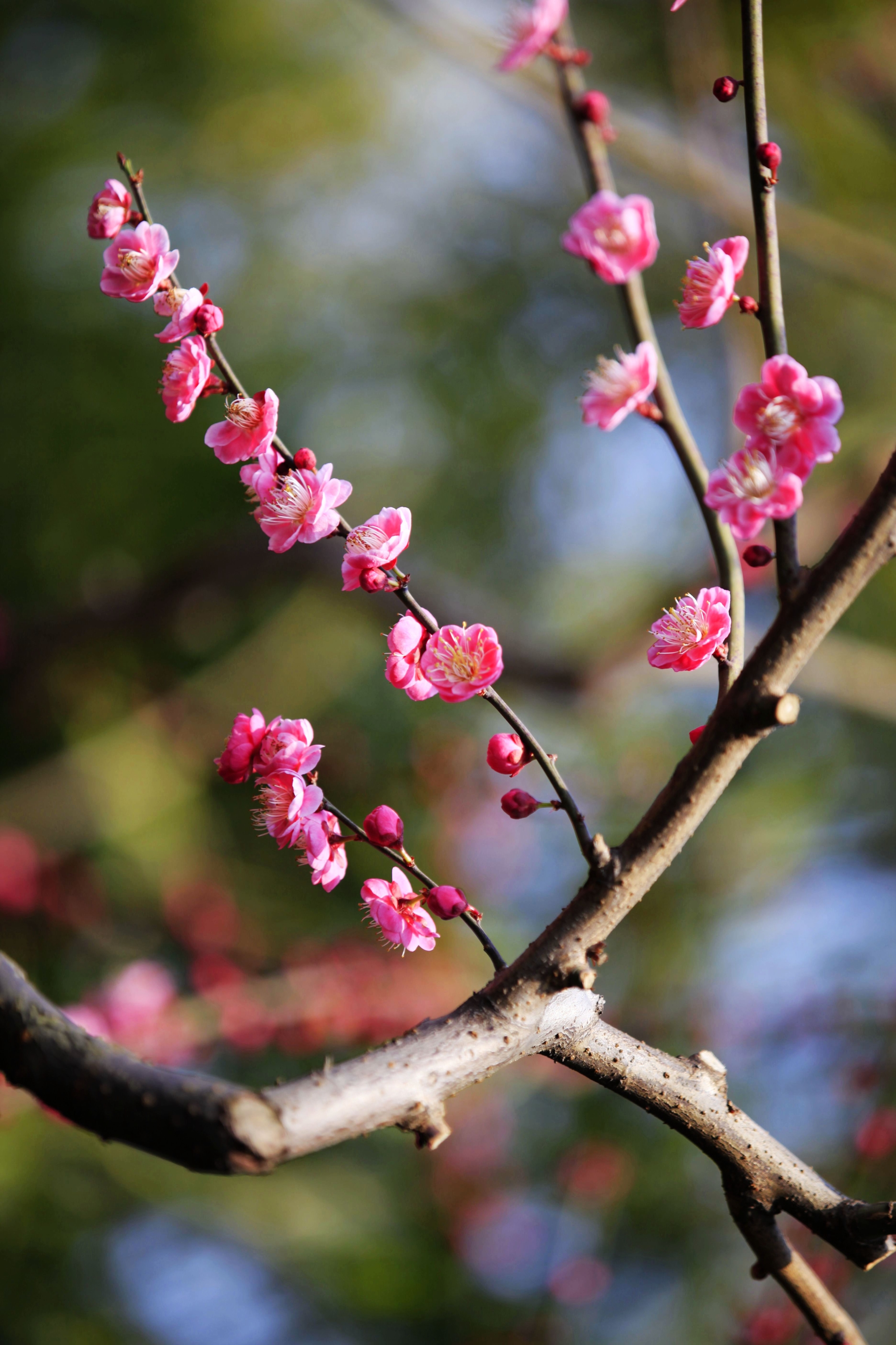 上海の莘莊公園梅花節