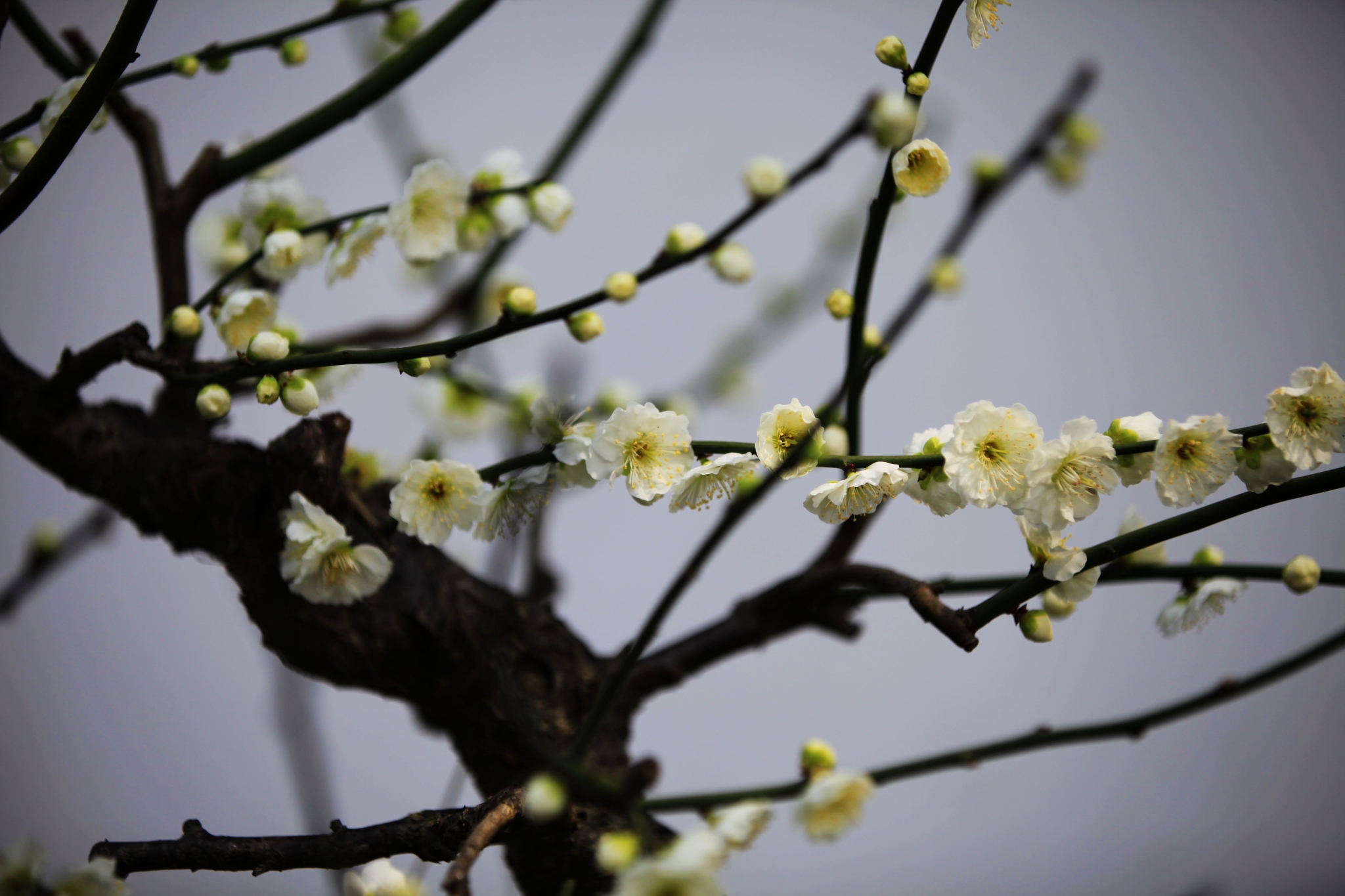 上海の莘莊公園梅花節