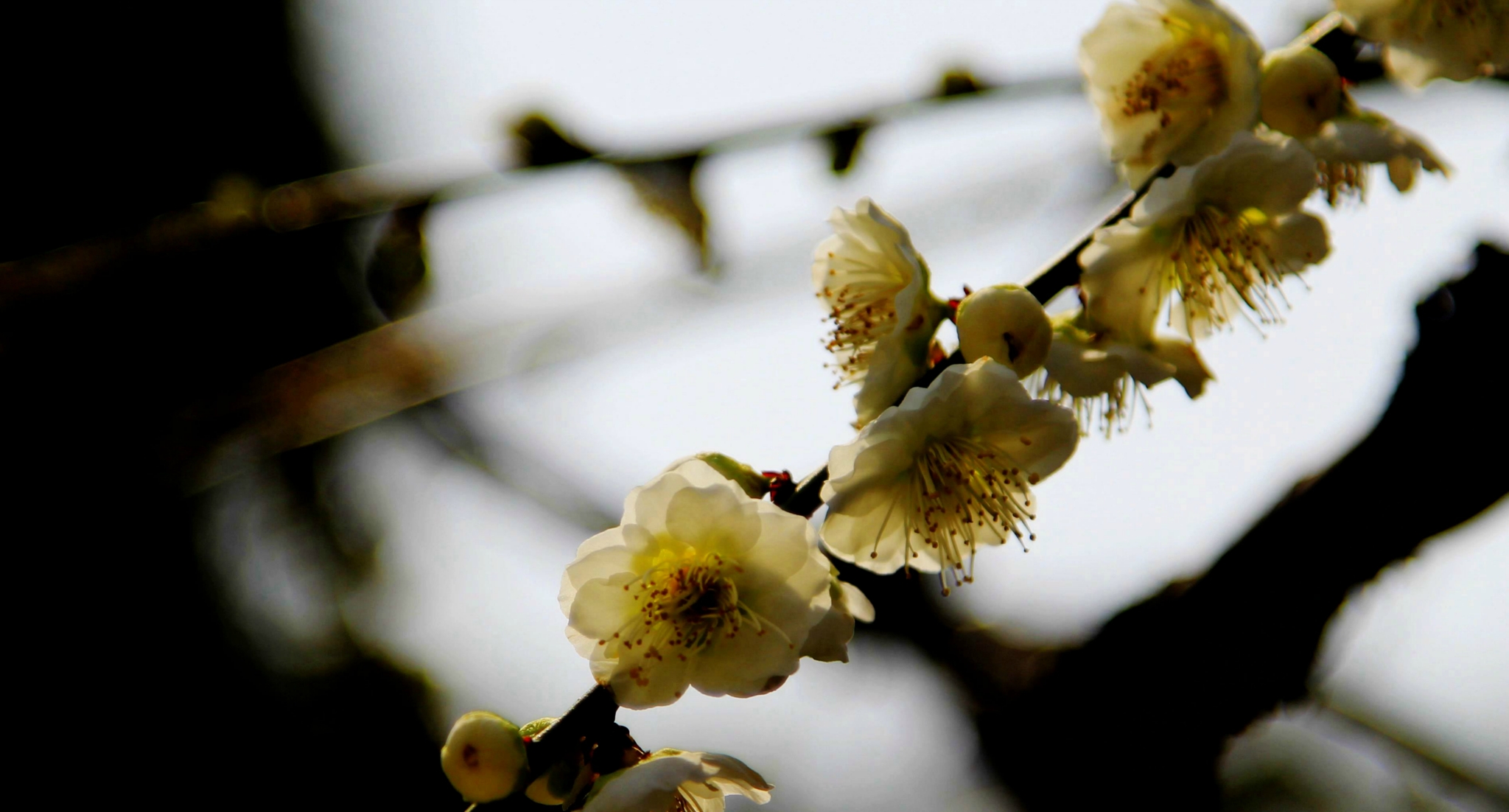 上海の莘莊公園梅花節