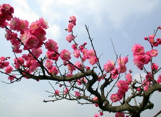 莘庄公园梅花节莘庄公园梅花节时间地点门票交通一览