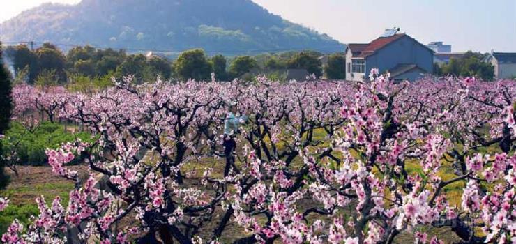 无锡阳山桃花源景区