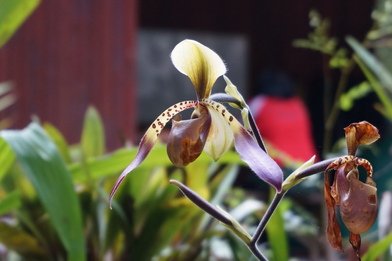 沙巴神山的兰花