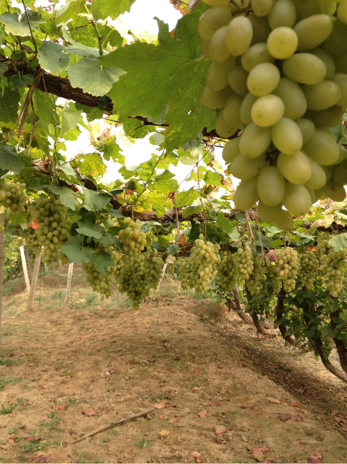 怀来大坝葡萄园采摘葡萄