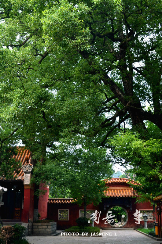 楚树发南枝峰前回雁时