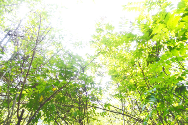 神神神农架安抚浮躁的心纯风景