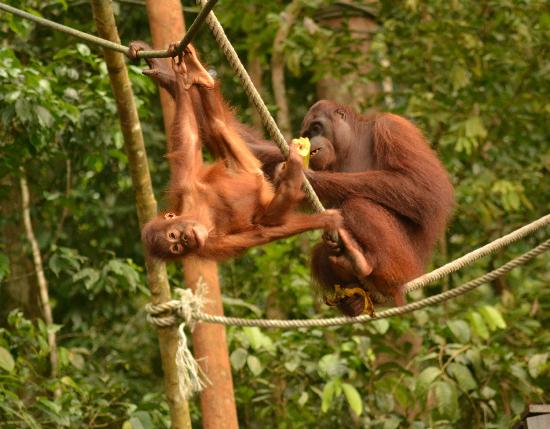 The Great Orangutan Project