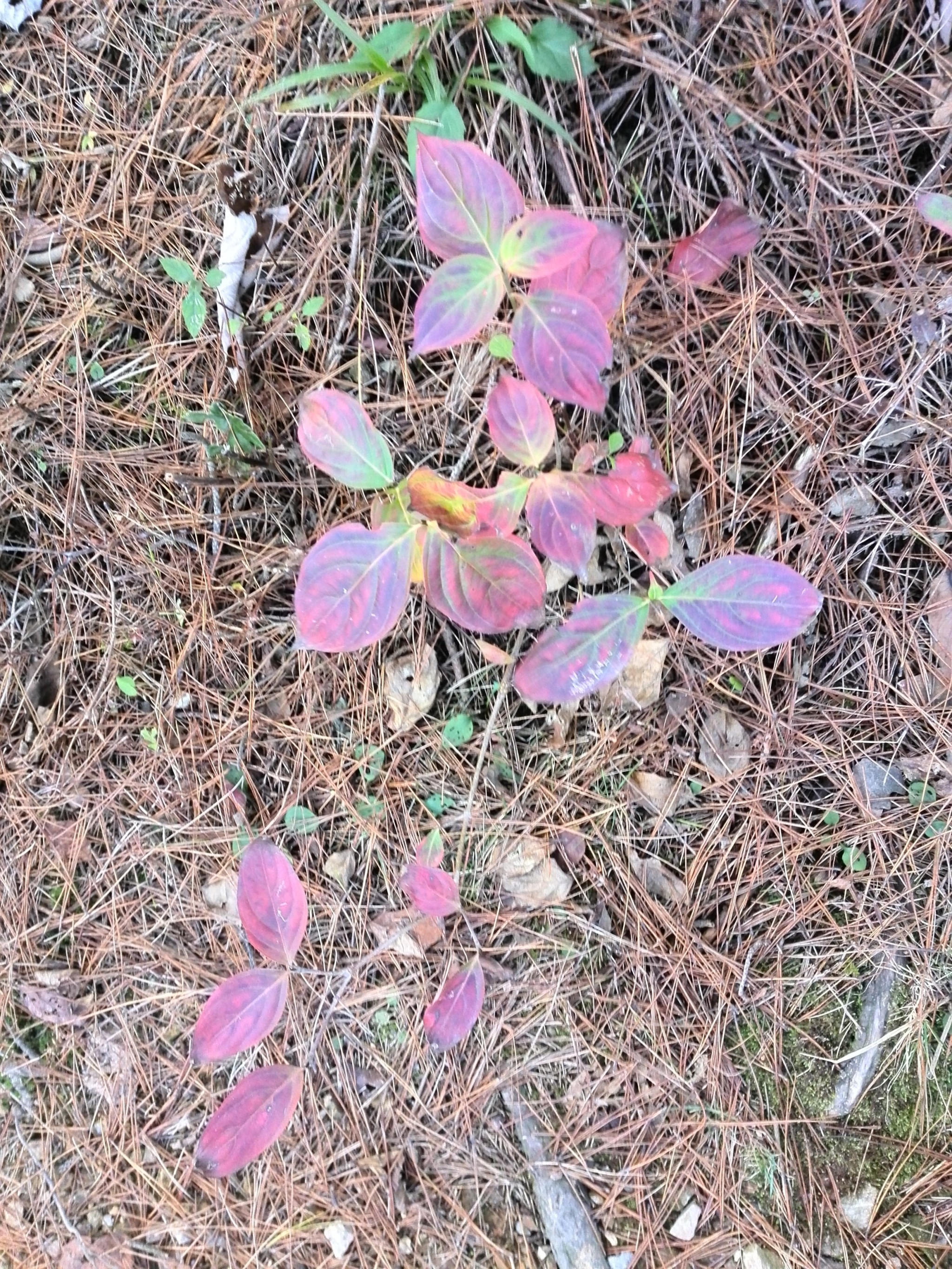 癞痢花图片图片