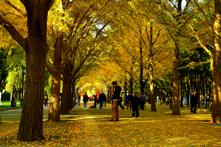 銀杏大道-北京地壇公園