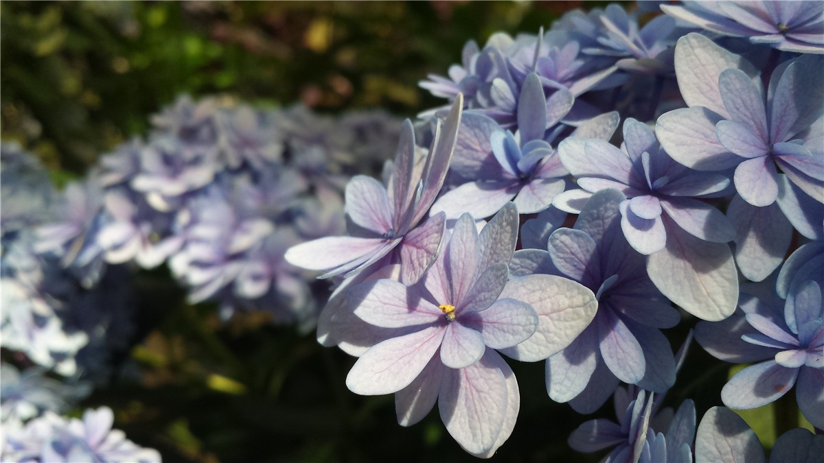 加茂花菖蒲园攻略 加茂花菖蒲园门票 地址 加茂花菖蒲园景点攻略 马蜂窝