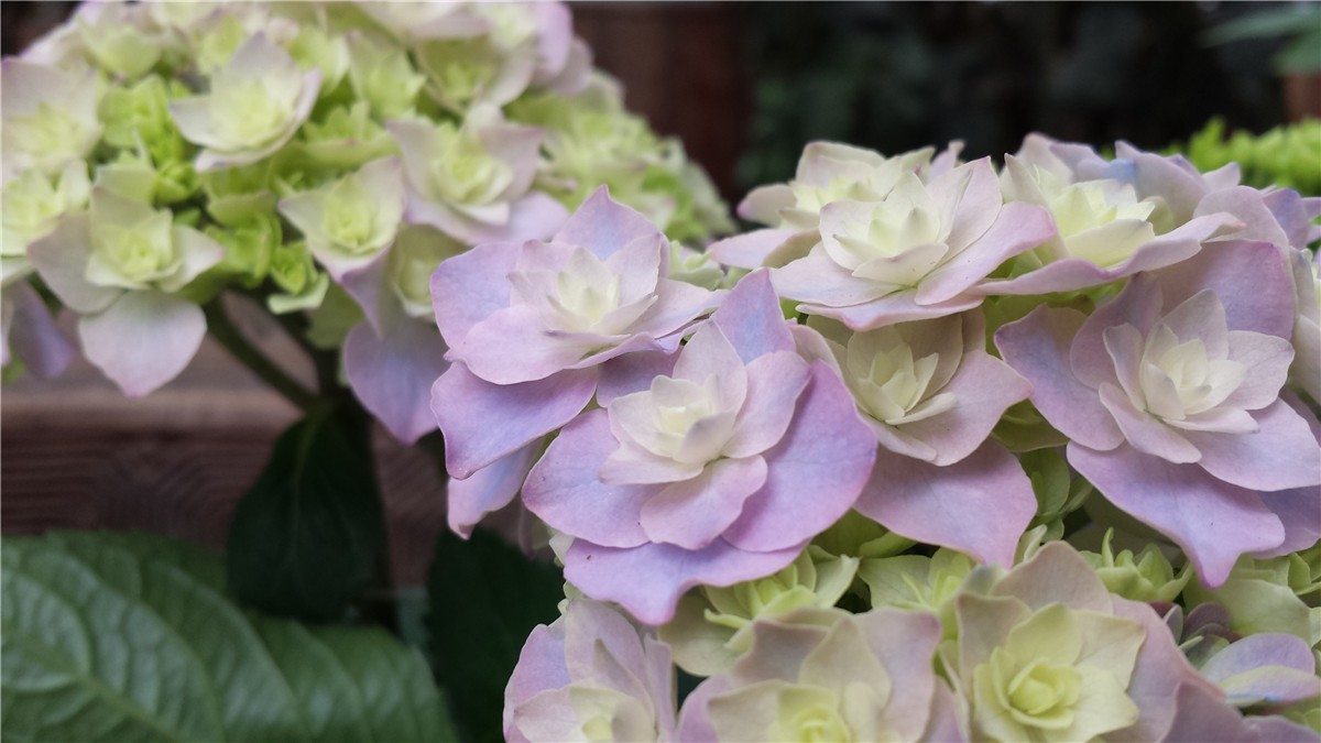 加茂花菖蒲园攻略 加茂花菖蒲园门票 地址 加茂花菖蒲园景点攻略 马蜂窝