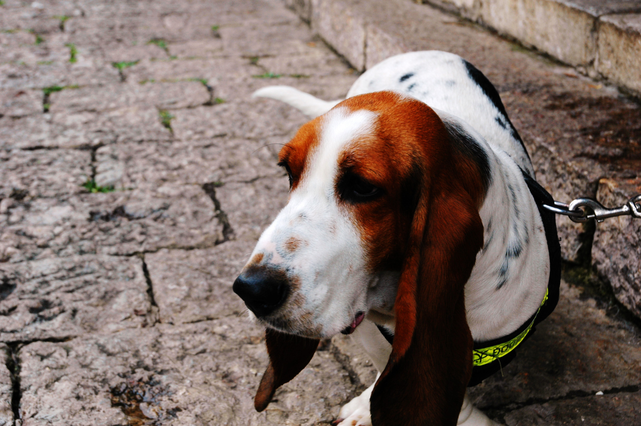 多这几天在云南  ,吃了不少好吃的东西,比如  大理  古城的饵块和大理