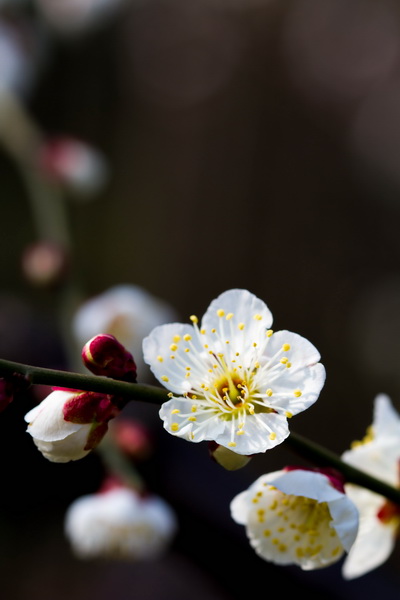 【眾芳搖落獨暄妍,佔盡風情向小園】莘莊公園梅花欣賞