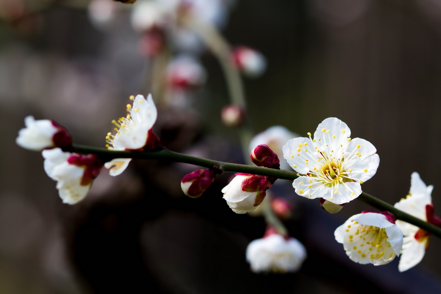 【眾芳搖落獨暄妍,佔盡風情向小園】莘莊公園梅花欣賞